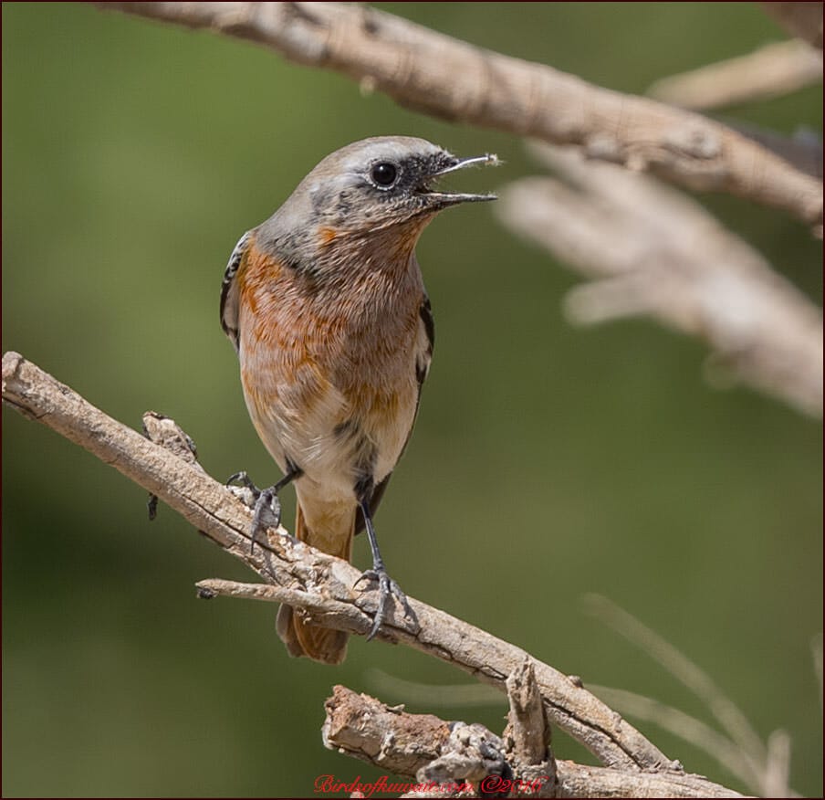 Eversmann's Redstart perched on a branch of a tree