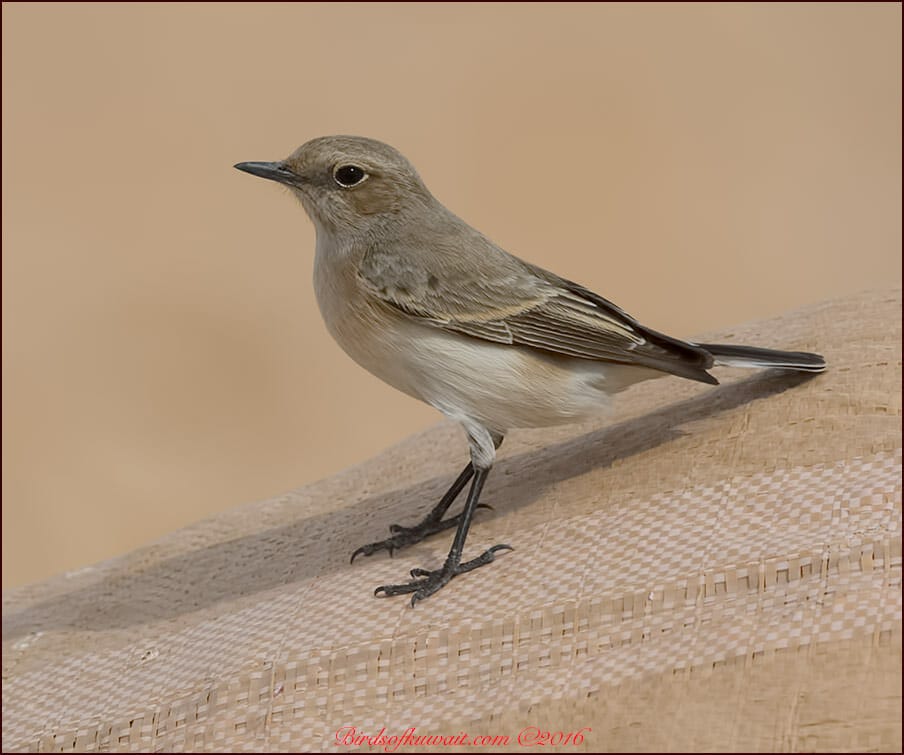 Finsch's Wheatear Oenanthe finschii 