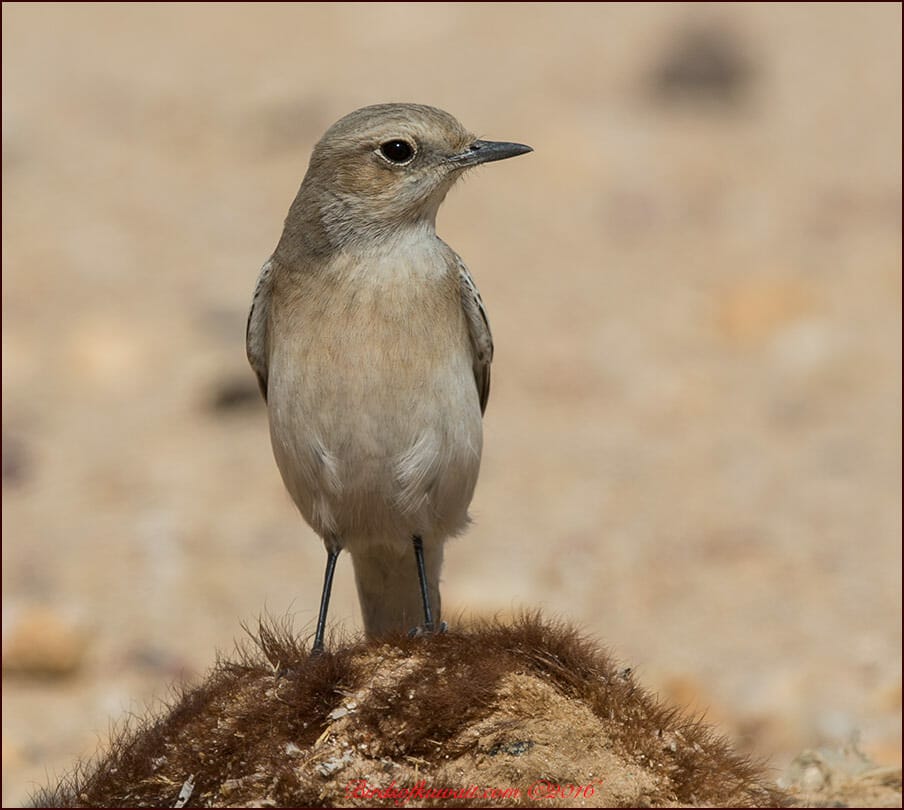 Finsch's Wheatear Oenanthe finschii 