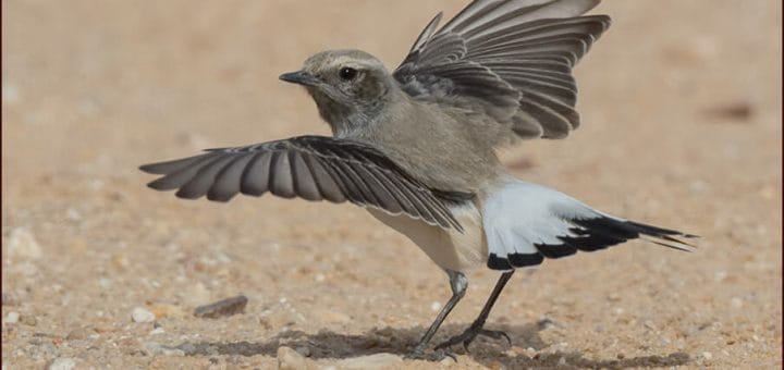 Finsch's Wheatear raising wing up as it hops towards an insect