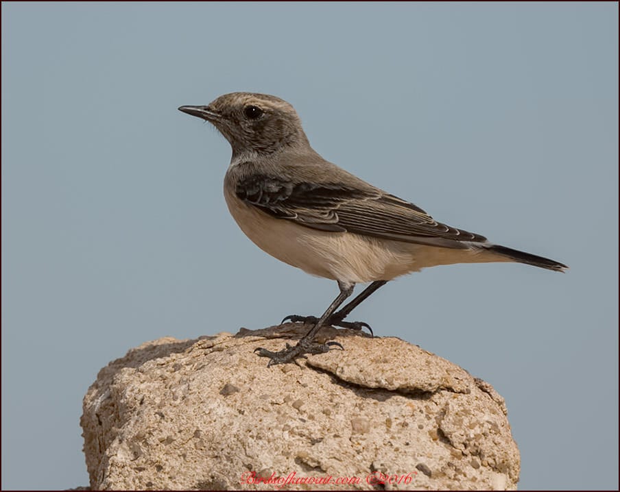 Finsch's Wheatear Oenanthe finschii 