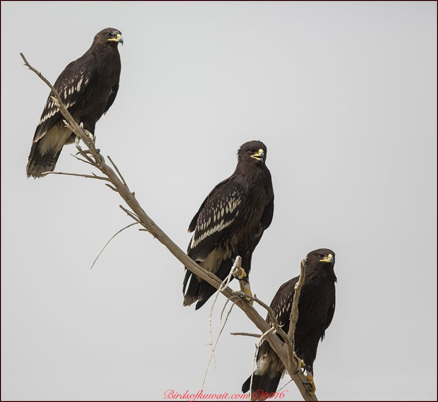 Greater Spotted Eagle Clanga clanga 