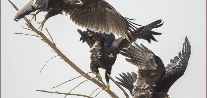 Three Greater Spotted Eagle flying off a branch of a tree
