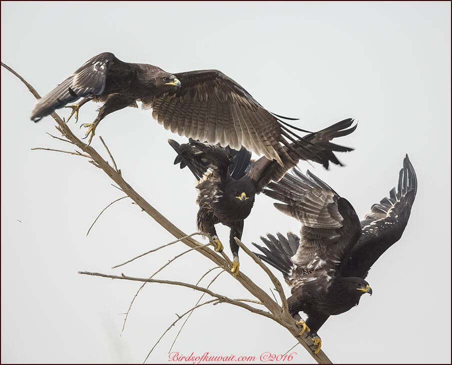 Three Greater Spotted Eagle flying off a branch of a tree