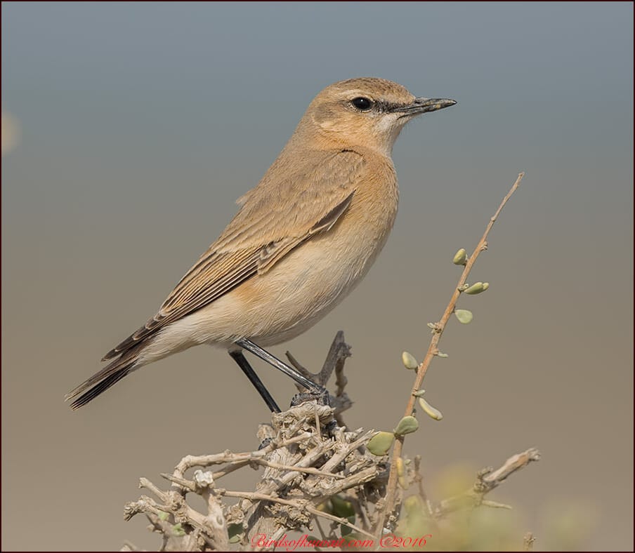 Isabelline Wheatear Oenanthe isabellina 