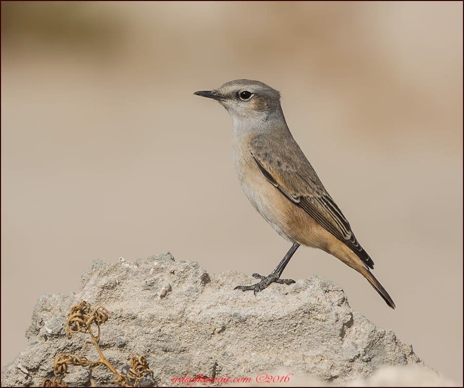 Red-tailed Wheatear Oenanthe chrysopygia 