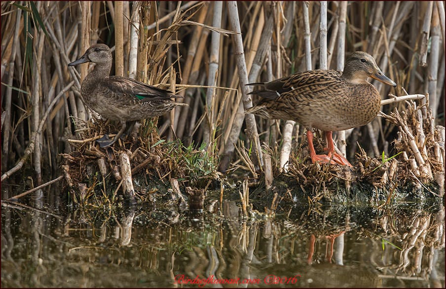 Eurasian Teal Anas crecca and Mallard Anas platyrhynchos