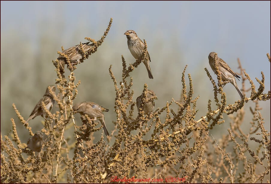 Spanish SparrowPasser hispaniolensis 