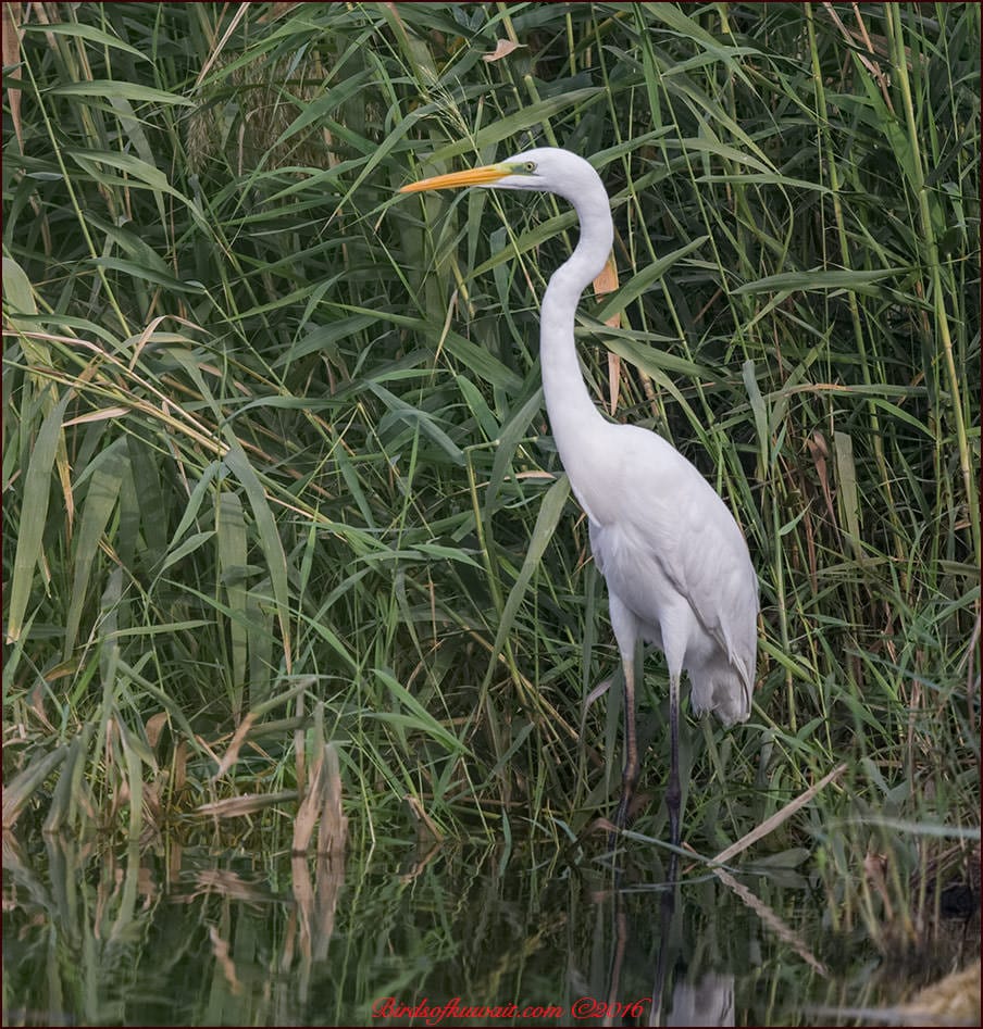 Western Great Egret Ardea alba 