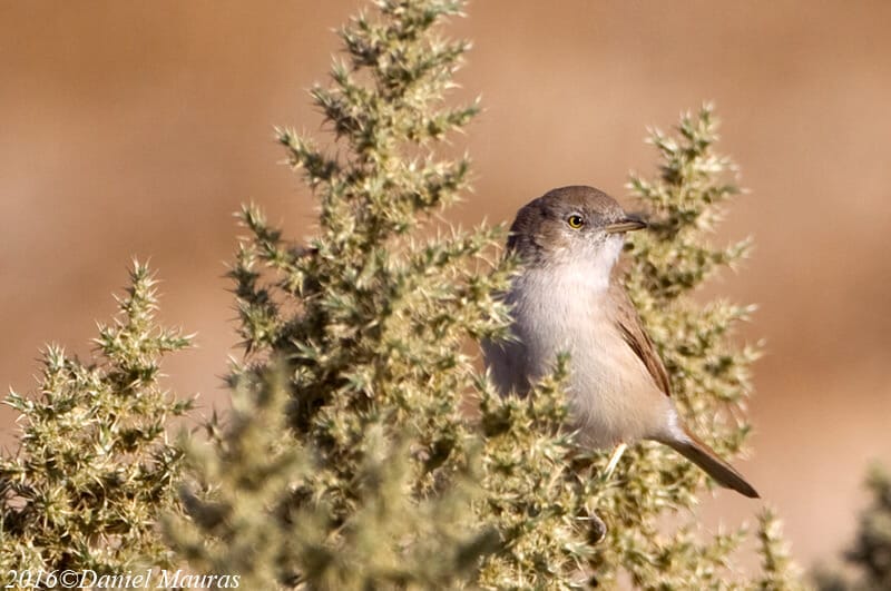 Asian Desert Warbler perched on a branch of a bush