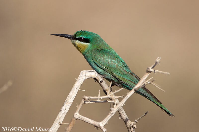 Blue-cheeked Bee-eater perched on a branch of a tree