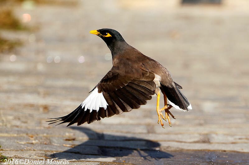 Common Myna taking off