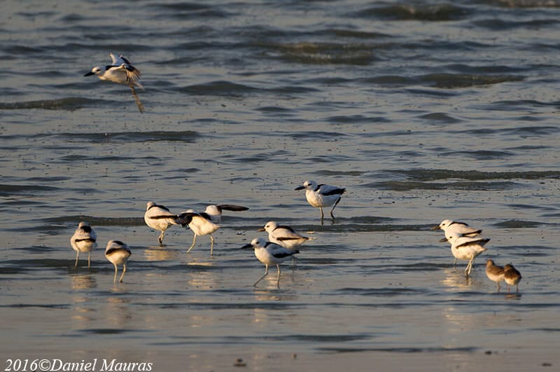 A flock of Crab-plover standing in sea water