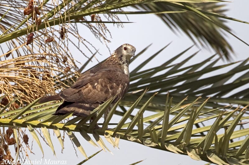 Crested Honey Buzzard perched on a leaf of a palm tree