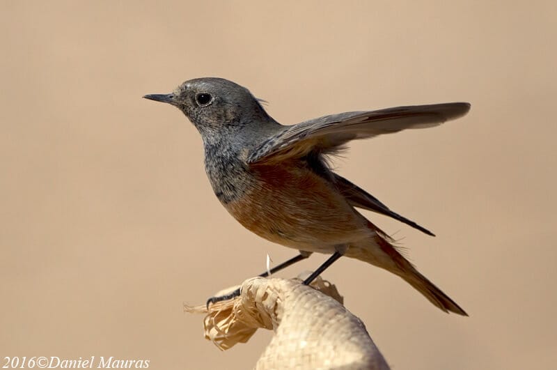Asian Black Redstart perched on a a branch