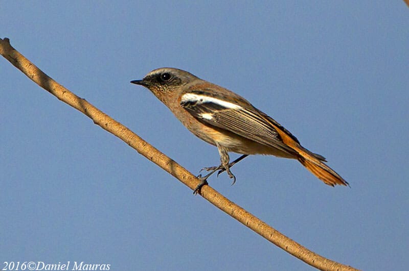 Eversmann’s Redstart perched on a branch