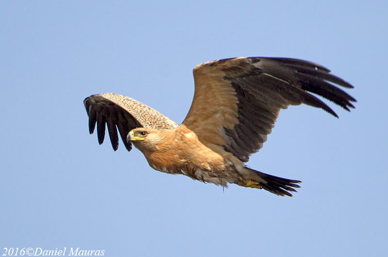 Greater Spotted Eagle perched in flight