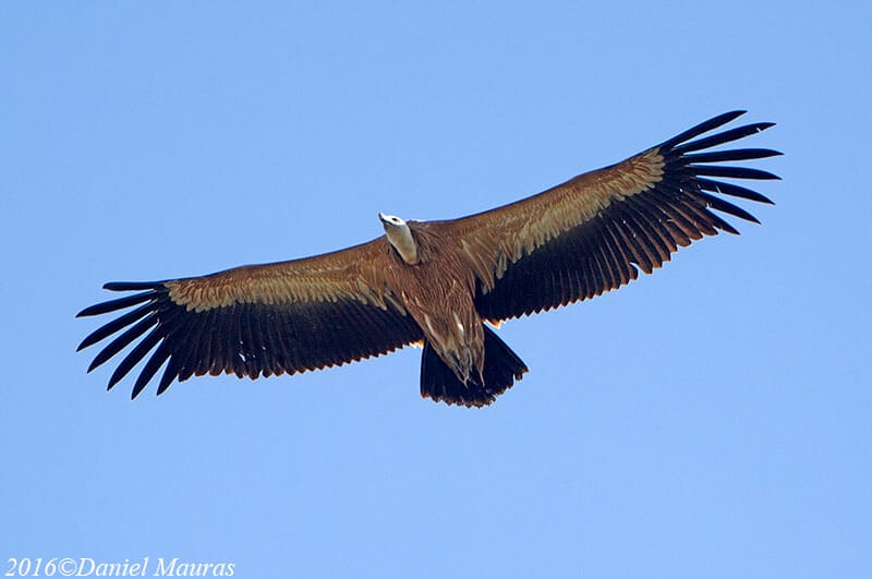 Eurasian Griffon Vulture in flight