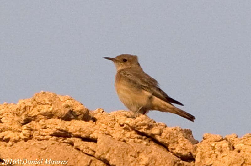 Hooded Wheatear perched on the rock