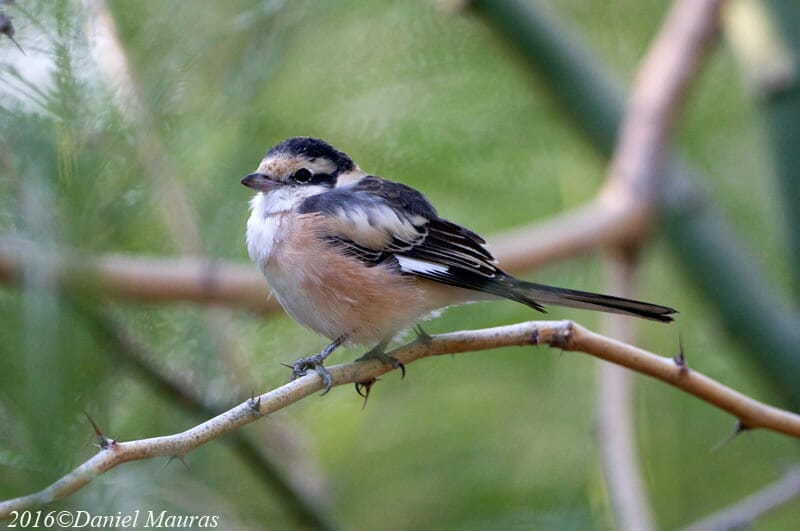 Masked Shrike perched on a branch of a tree
