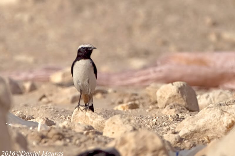 Eastern Mourning Wheatear standing on a rock