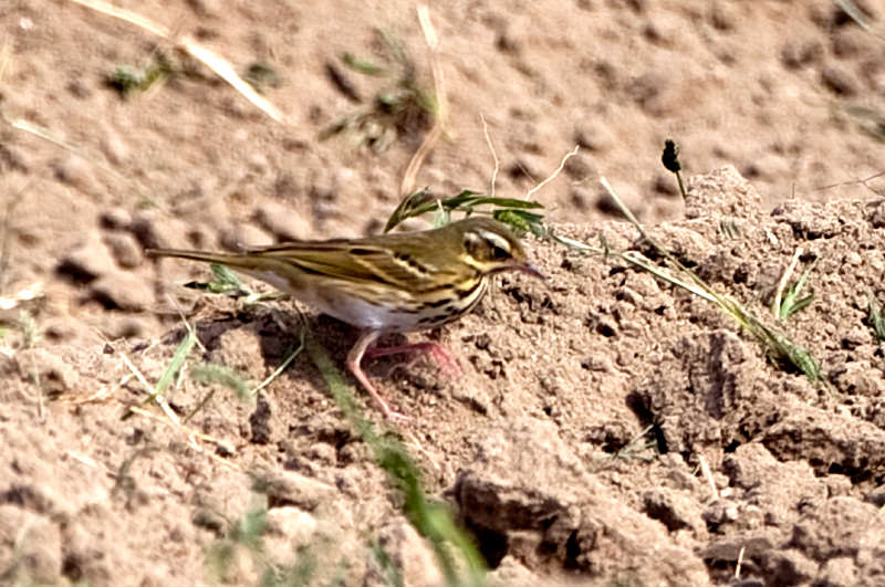 Olive-backed Pipit standing on the ground