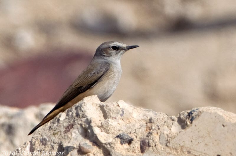 Red-tailed Wheatear perched on a rock