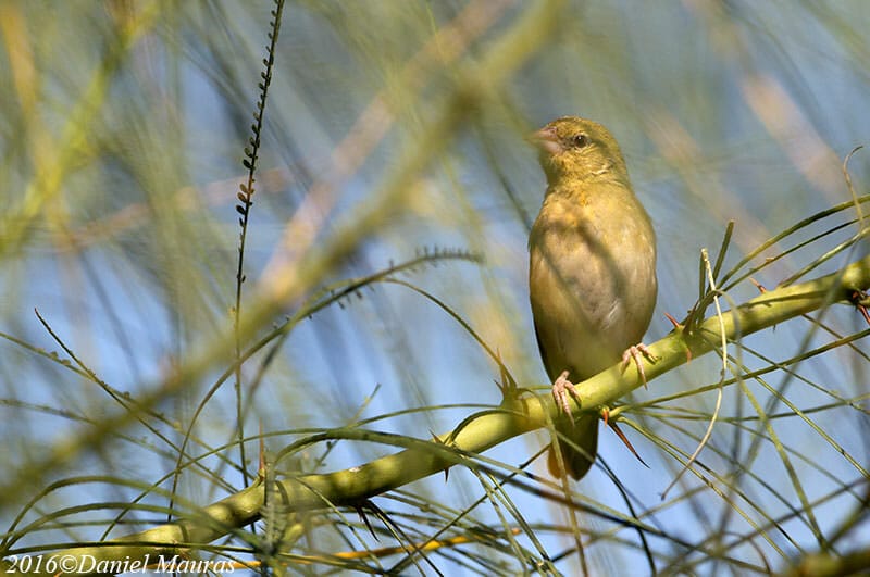 Rüppell’s Weaver perched on a branch of a bush
