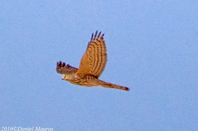 Asian Shikra in flight