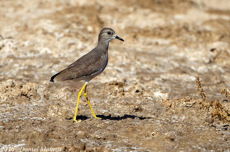 White-tailed Lapwing standing on the ground