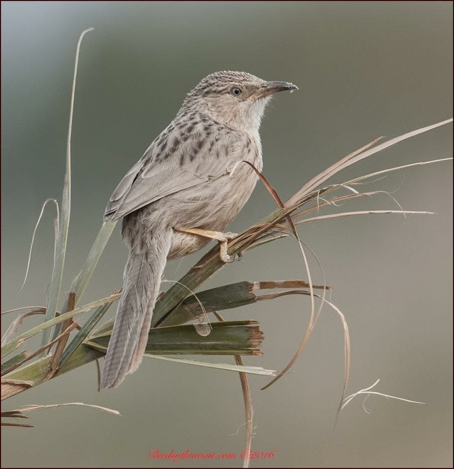 The Afghan Babbler is one of the target species for Kuwait Bird List from Kuwait Birdwatching Tours