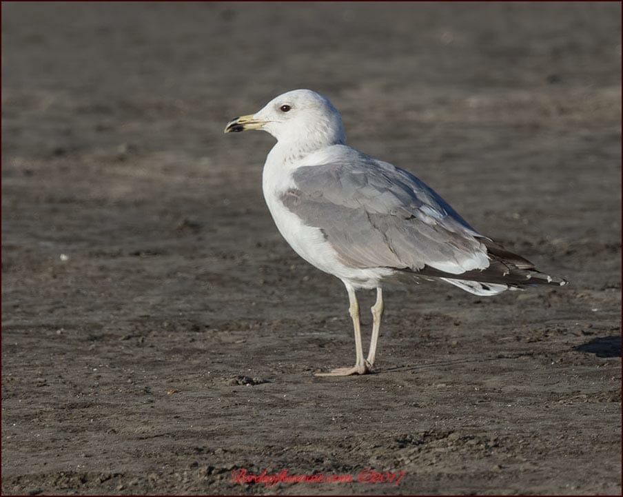 Armenian Gull Larus armenicus