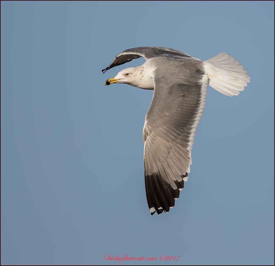 Armenian Gull Larus armenicus