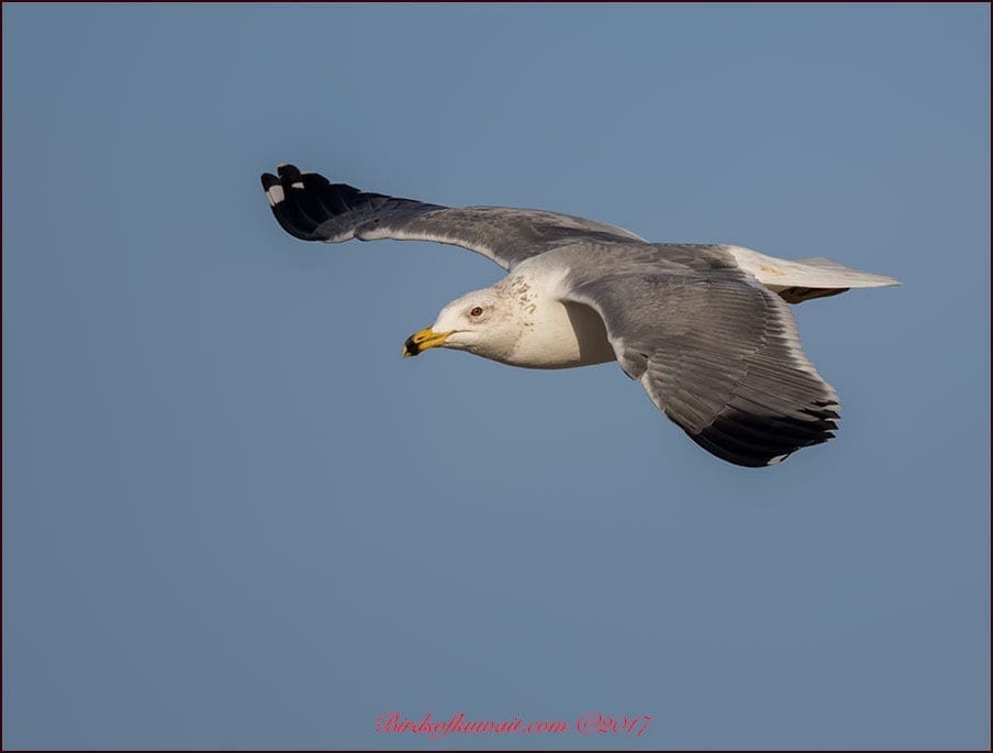 Armenian Gull Larus armenicus