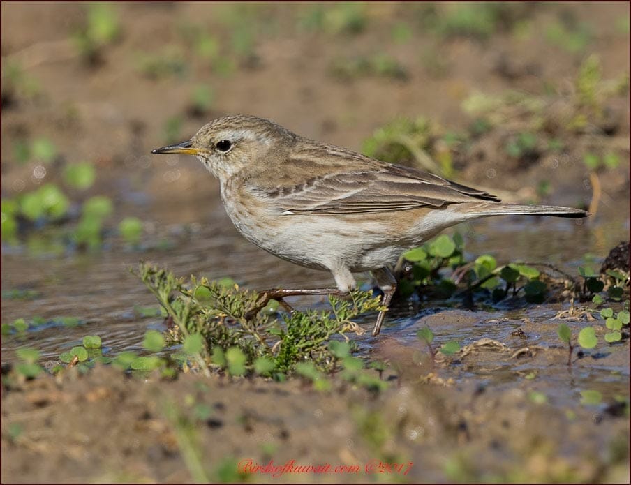 Caucasian Water Pipit standing on the ground