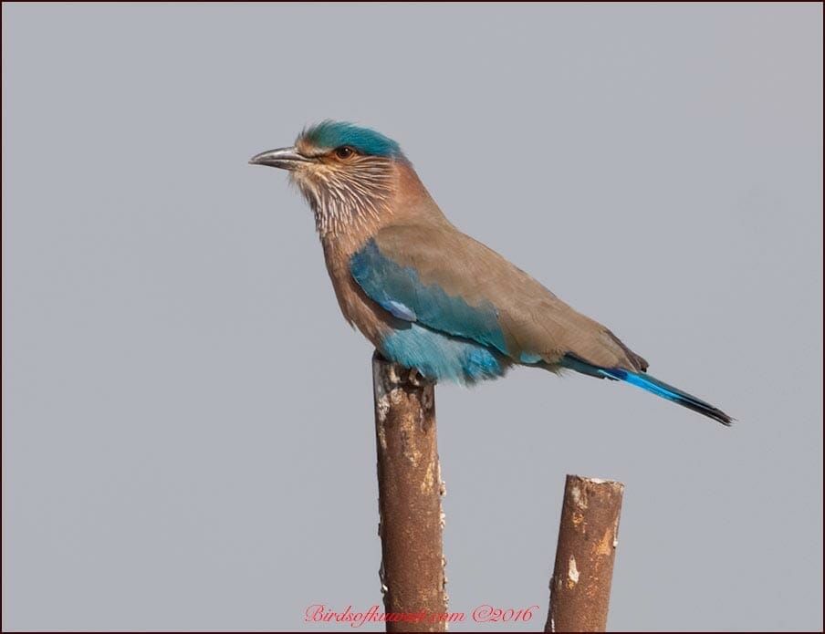 Indian Roller perched on a post