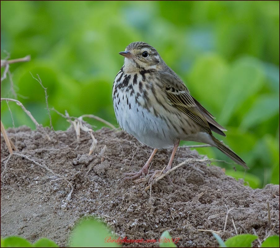 Olive-backed Pipit Anthus hodgsoni