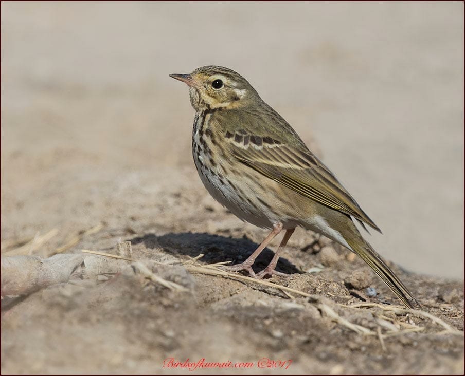 Olive-backed Pipit Anthus hodgsoni