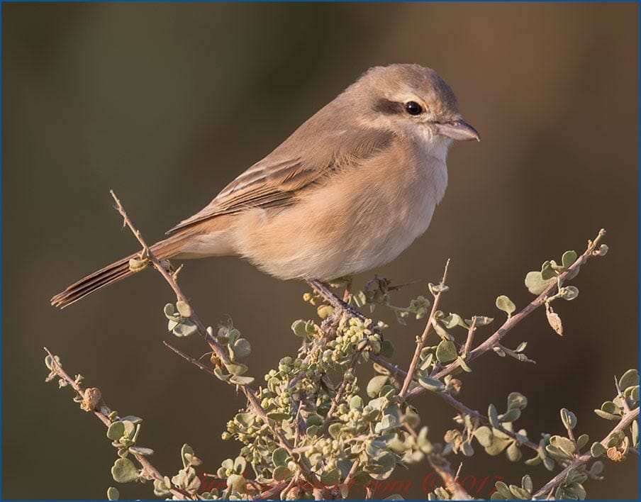 Daurian Shrike Lanius isabellinus