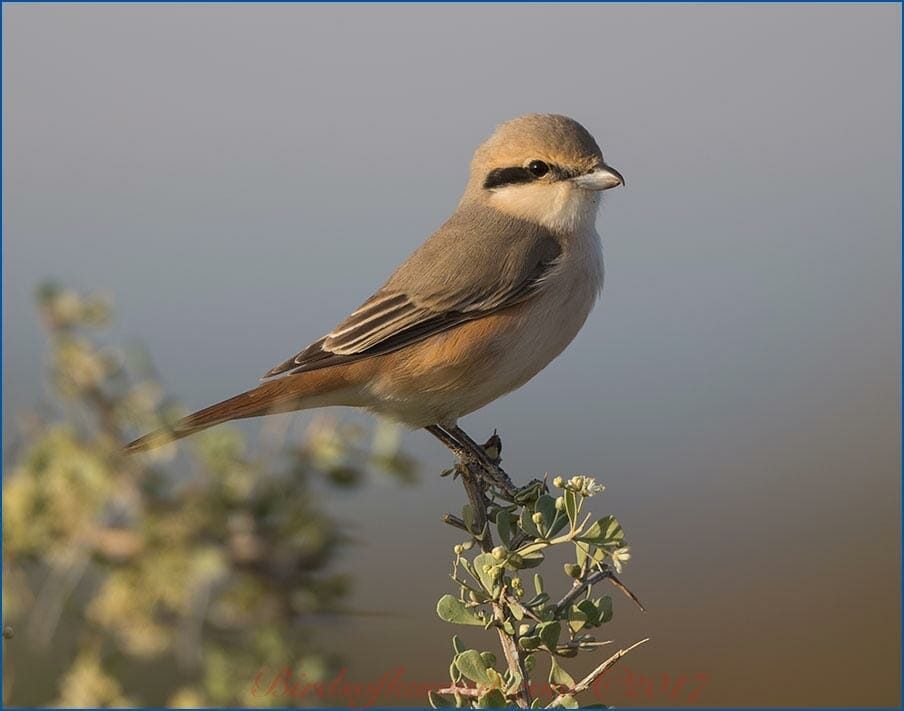 Daurian Shrike Lanius isabellinus