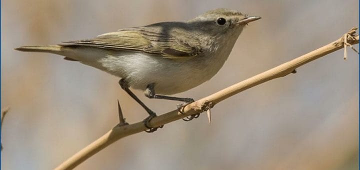 Eastern Bonelli's Warbler perched on a branch of a bush