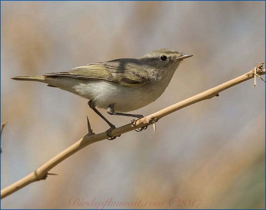 Eastern Bonelli's Warbler Phylloscopus orientalis