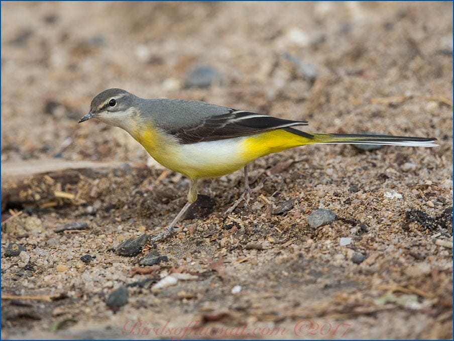 Grey Wagtail Motacilla cinerea