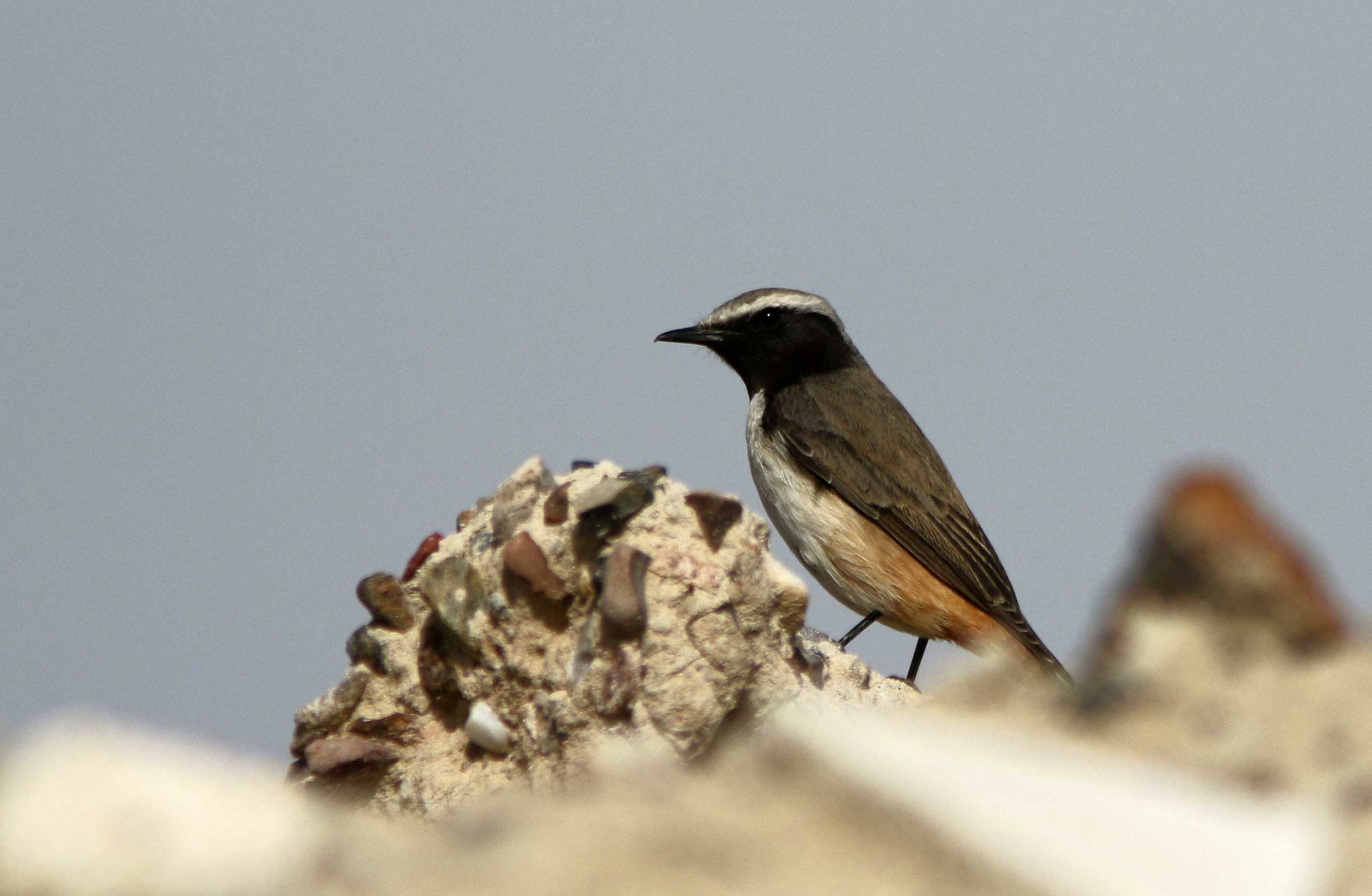 Kurdish Wheatear perched on a rock