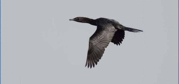 Pygmy Cormorant in flight
