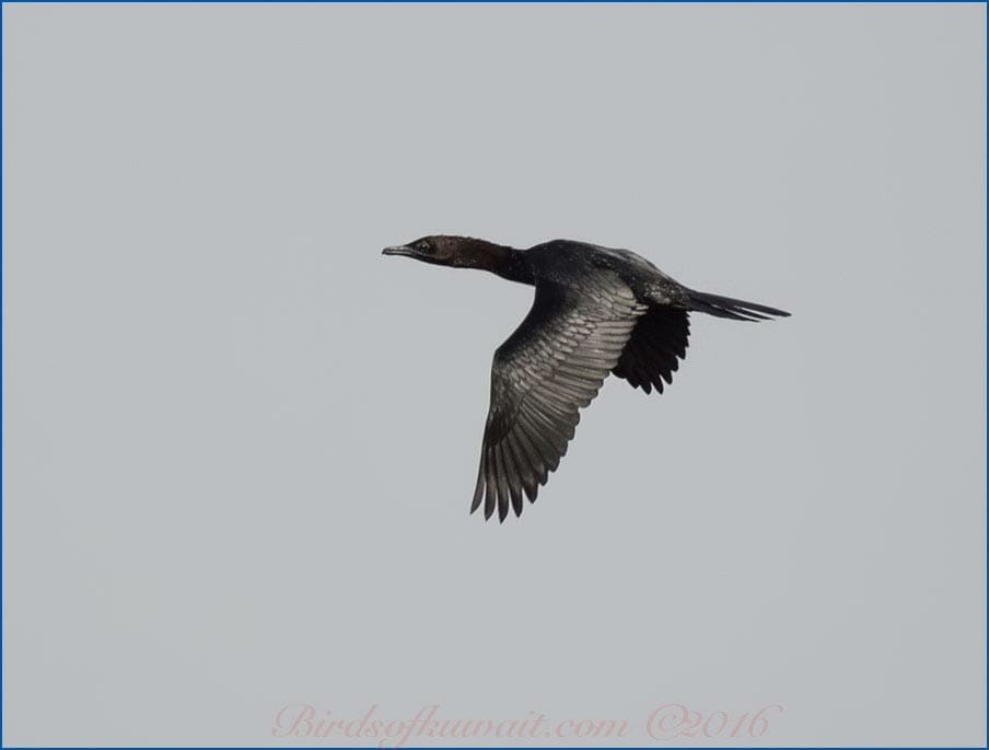 Pygmy Cormorant in flight