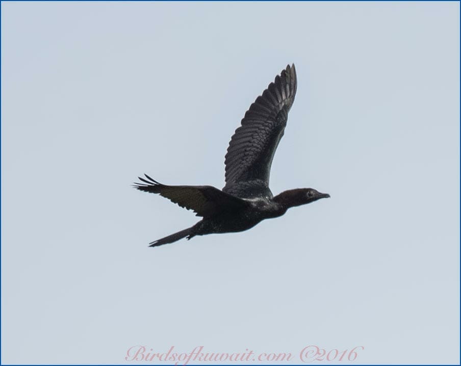 Pygmy Cormorant Microcarbo pygmeus