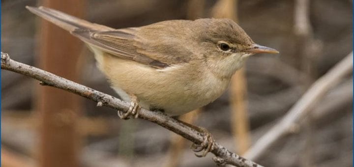 Caspian Reed Warbler perched on a branch of a tree