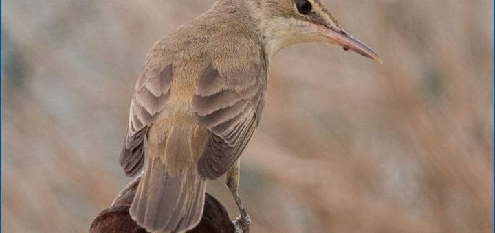 Basra Reed Warbler perched on a a steel wedge
