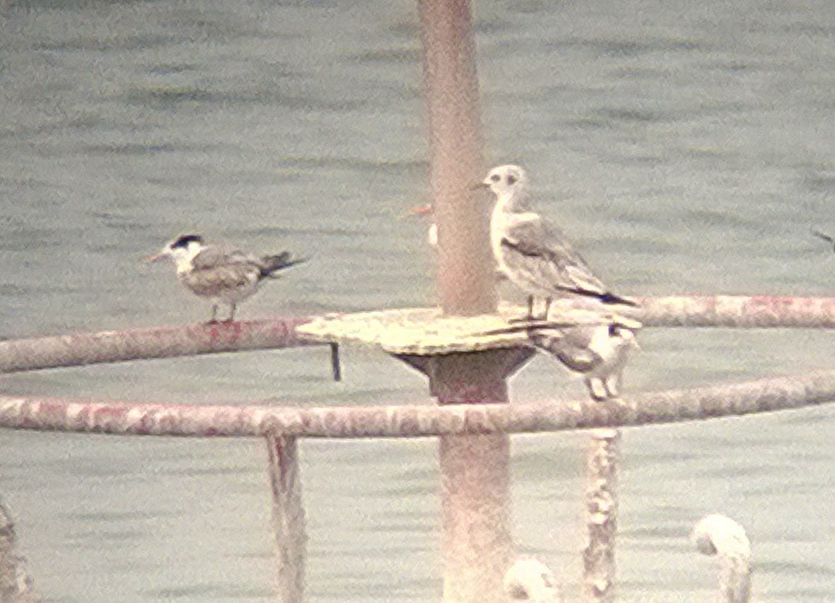 Black-legged Kittiwake perching on a bouy